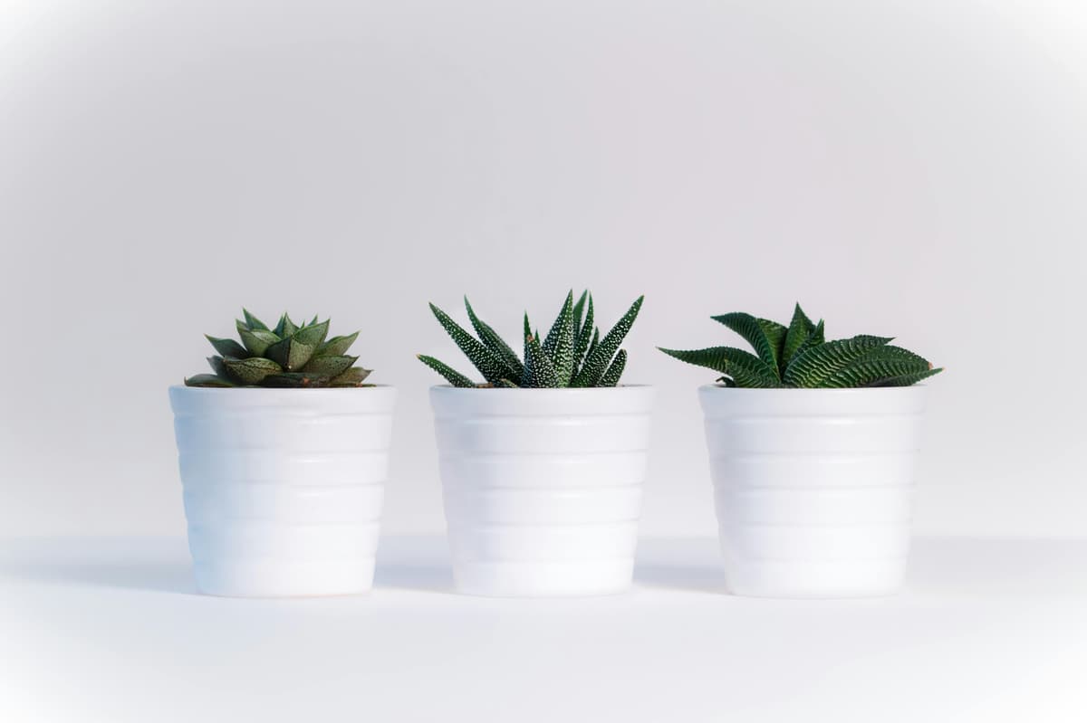 plants