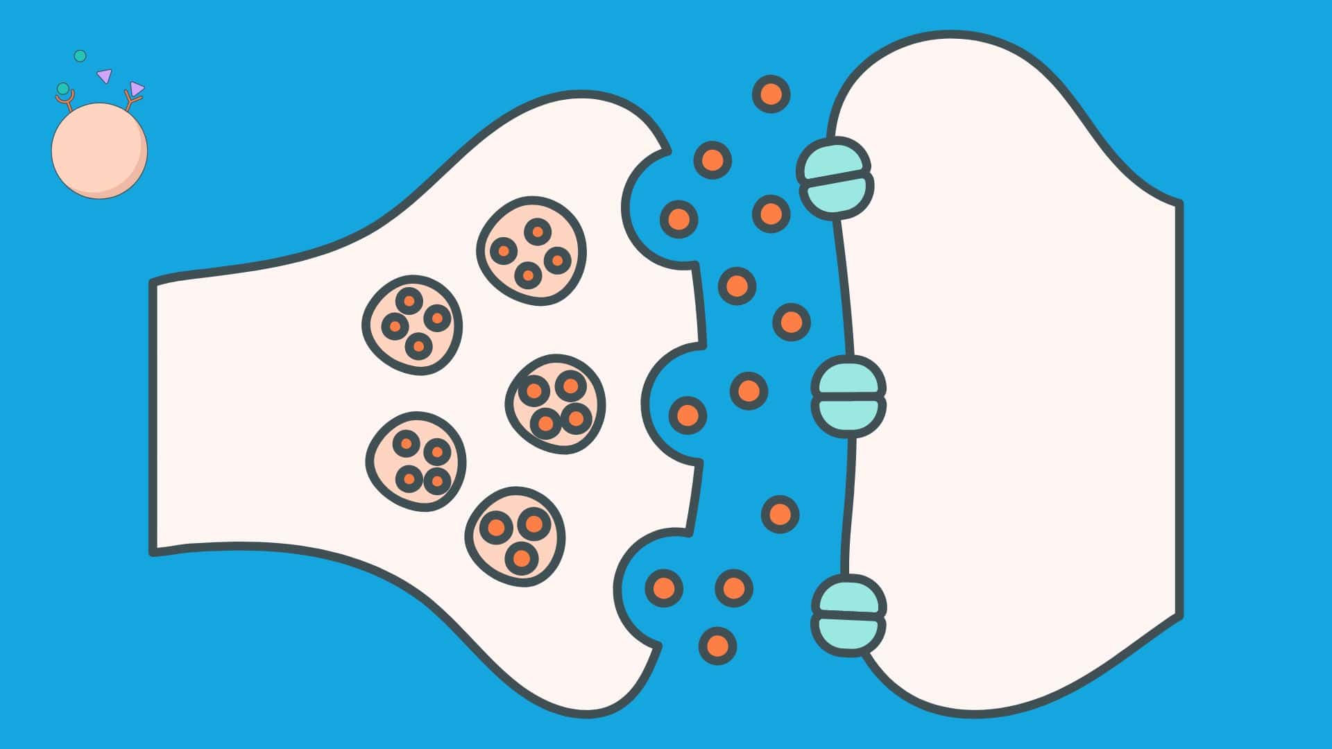 USMLE Step 1 – Receptors