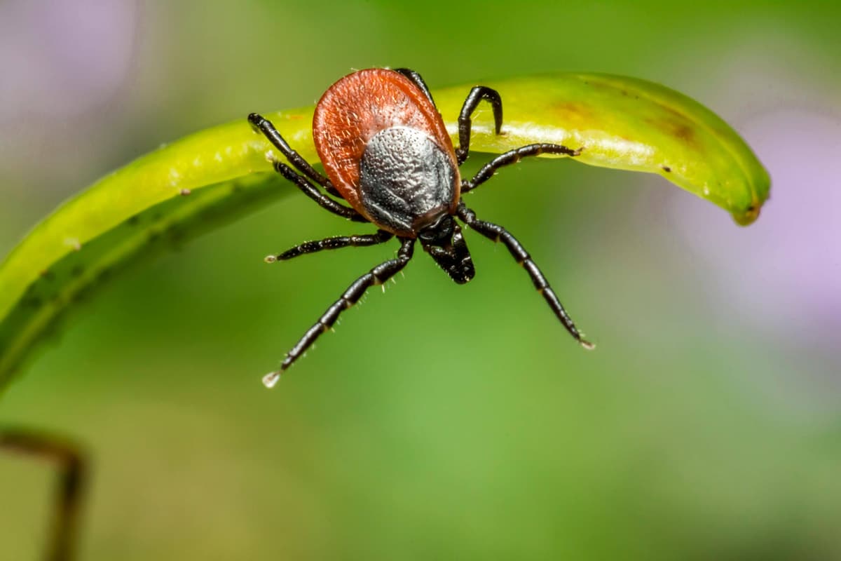 Rocky Mountain spotted fever