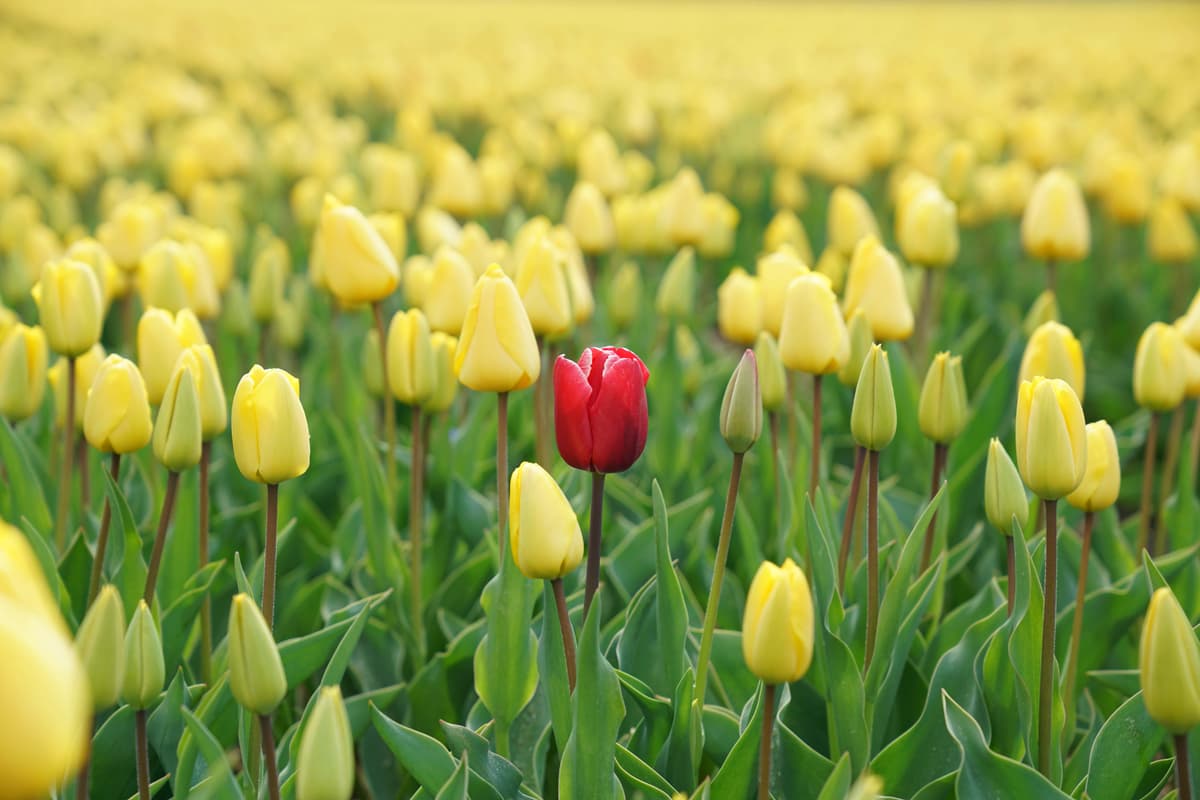 how to stand out in college admissions