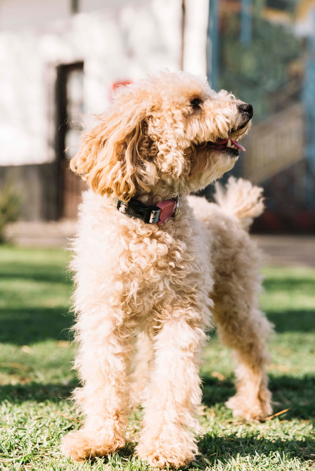 happy-dog-having-fun-park