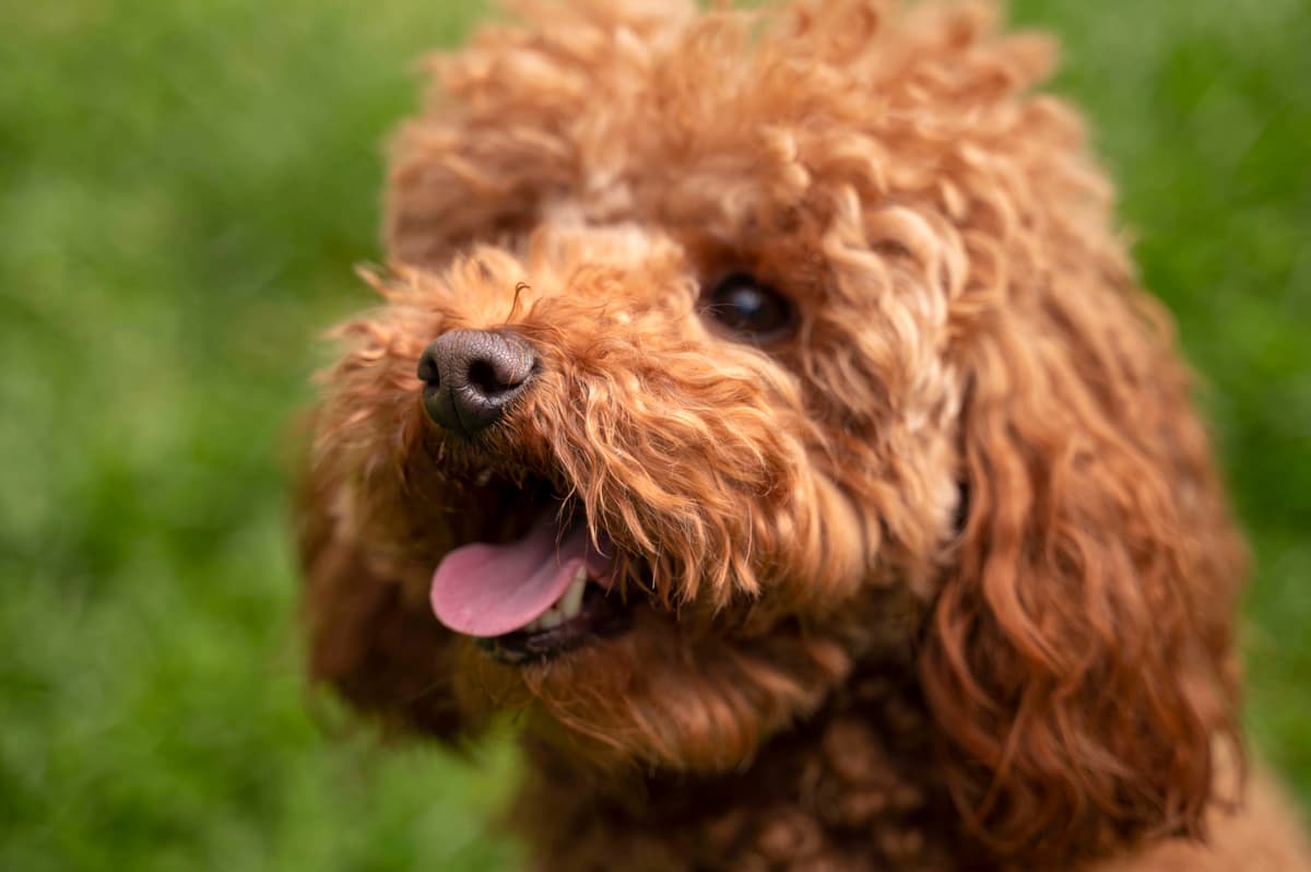 view-cute-dog-enjoying-time-nature-park